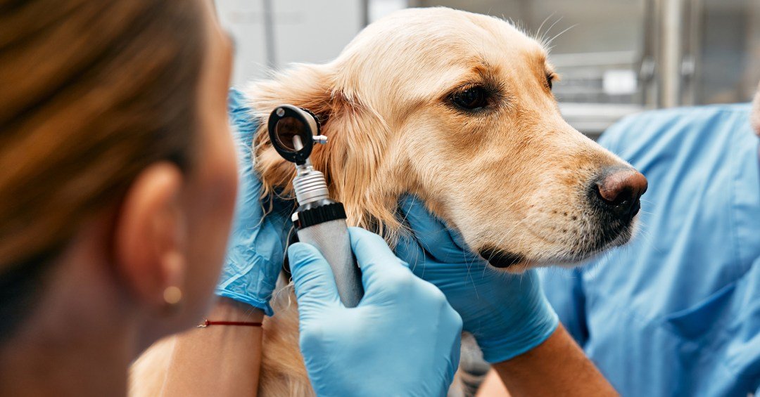 Por que os planos de saúde veterinários viraram uma boa alternativa