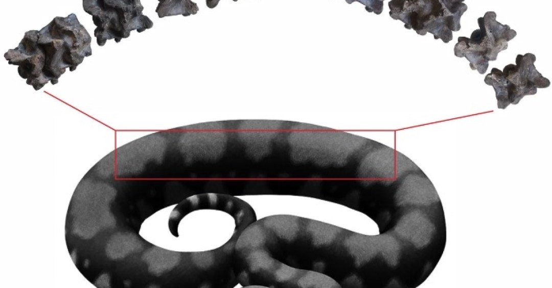 Cientistas indianos descrevem uma das maiores serpentes que já existiu