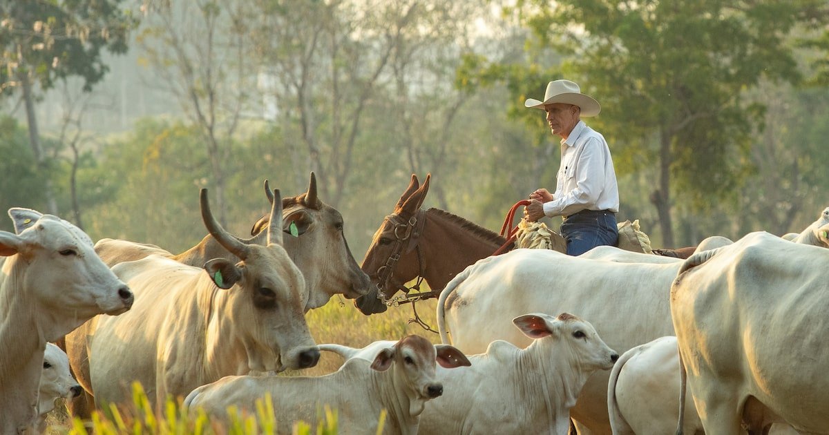 Agropecuária: zerar desmatamento e recuperar pastagens são desafio para reduzir emissões