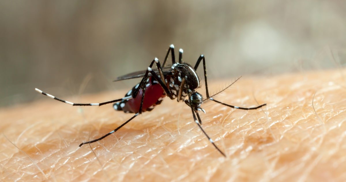 Falhas do Ministério da Saúde agravaram epidemia da dengue; veja principais erros