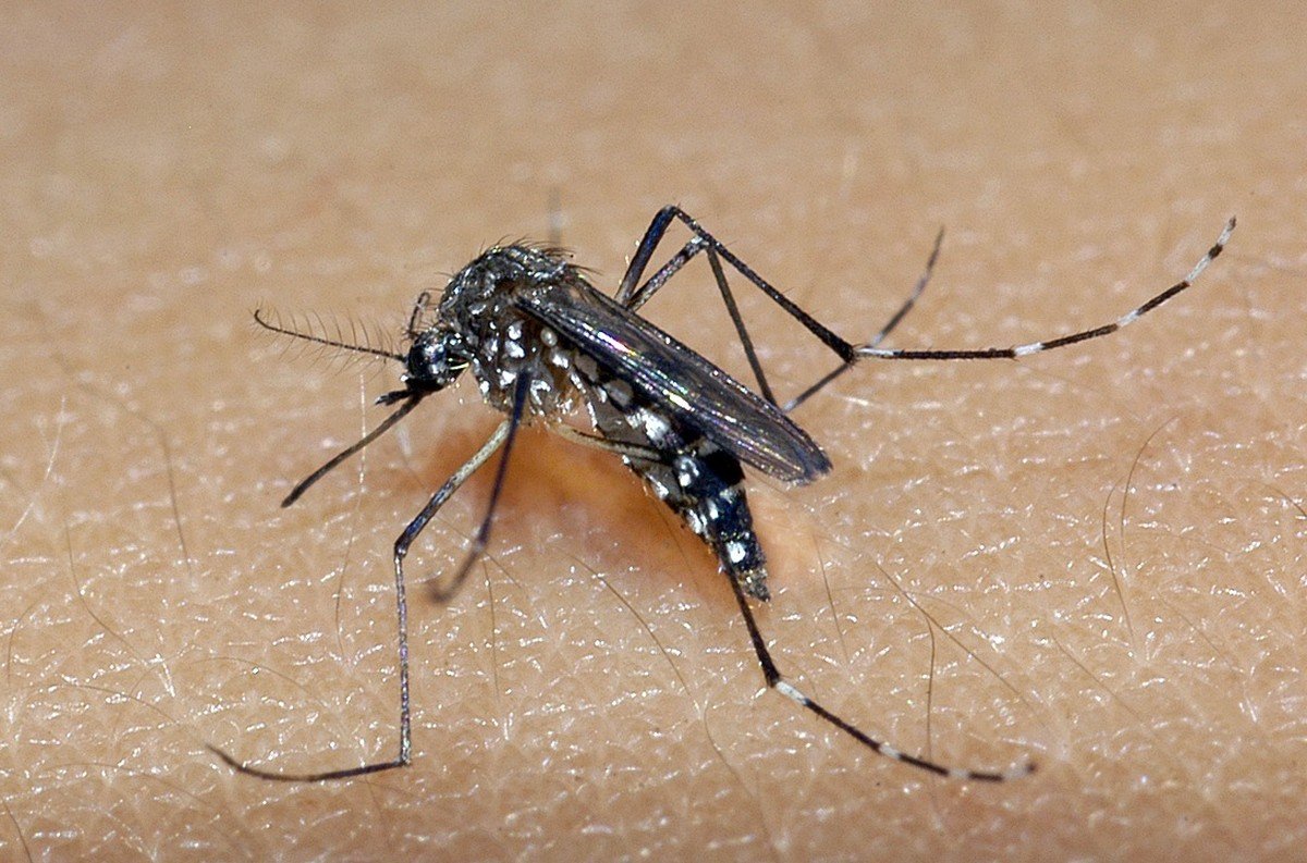 Sobe para 59 número de mortes por dengue na Bahia; epidemia abrange 256 municípios