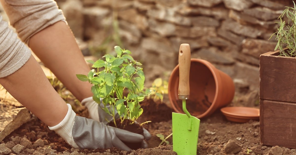 Jardinagem é uma ótima atividade para a saúde; conheça os benefícios para a mente e o corpo