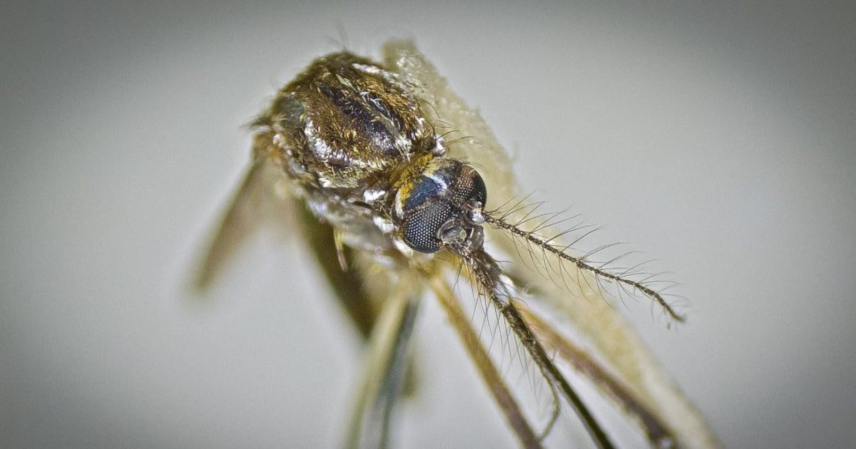 Ministério da Saúde confirma 1ª morte por dengue em SP em 2025