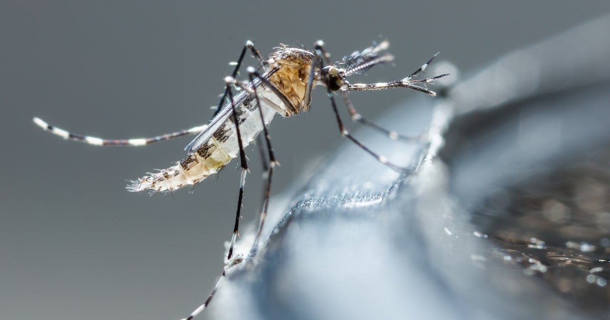 Cidade de São Paulo chega a 5 mortes por dengue em 2025; casos confirmados passam de 30 mil
