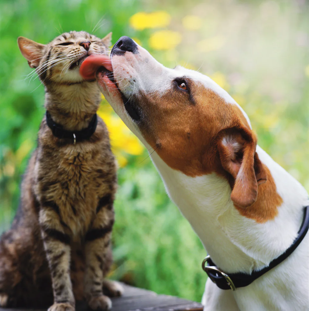 NA FAMÍLIA - População de pets vem crescendo: há um gato ou cachorro para cada duas pessoas