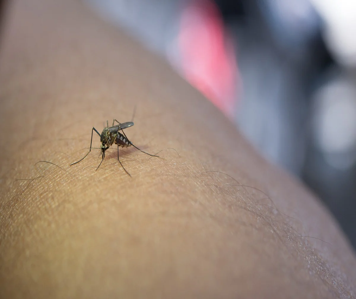 Apenas dois dos 96 bairros da cidade de SP não enfrentam epidemia de dengue; óbitos causados pela doença chegam a 67