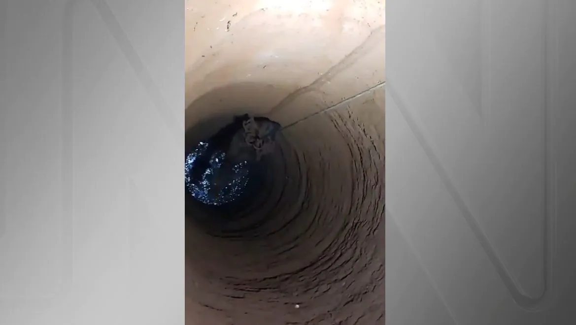 Bezerro é resgatado de cisterna de 25 metros em Ituiutaba (MG); veja vídeo