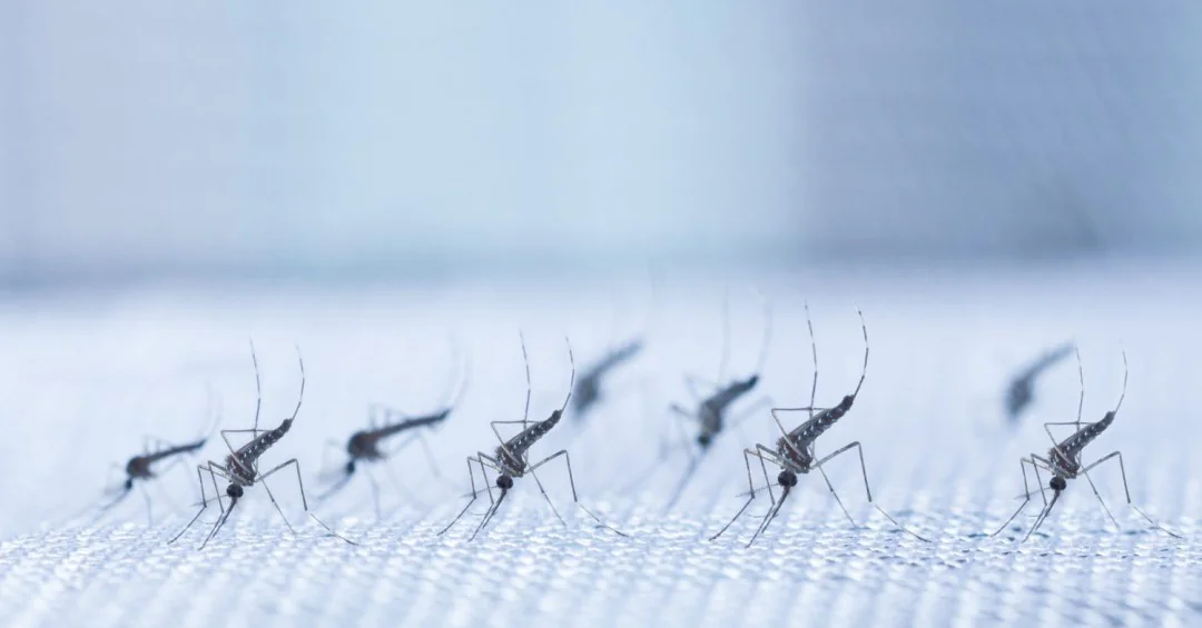 Brasil atinge 1,6 mil mortes confirmadas por dengue em 2024