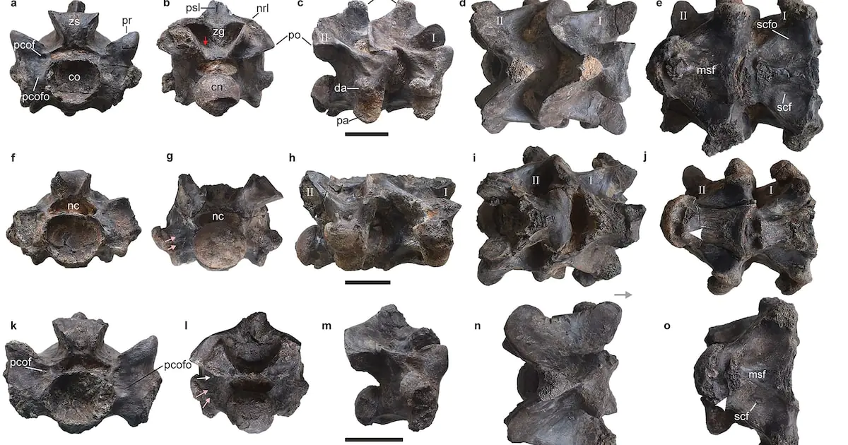 Cobra pré-histórica gigante: o que cientistas descobriram a partir do fóssil de vértebras?