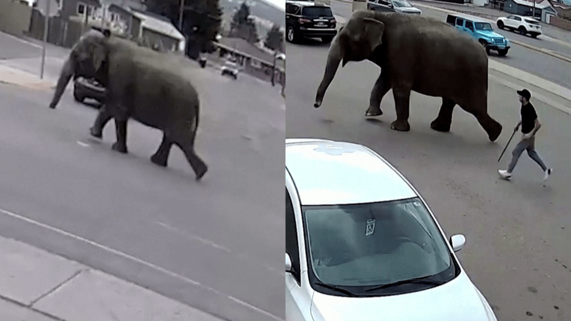 Elefante escapa de circo nos EUA após tomar susto; veja os registros 