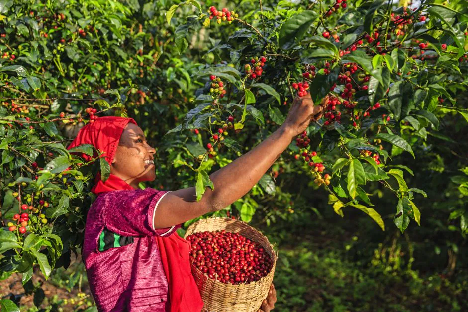 Estudo de genoma revela as origens etíopes pré-históricas do café