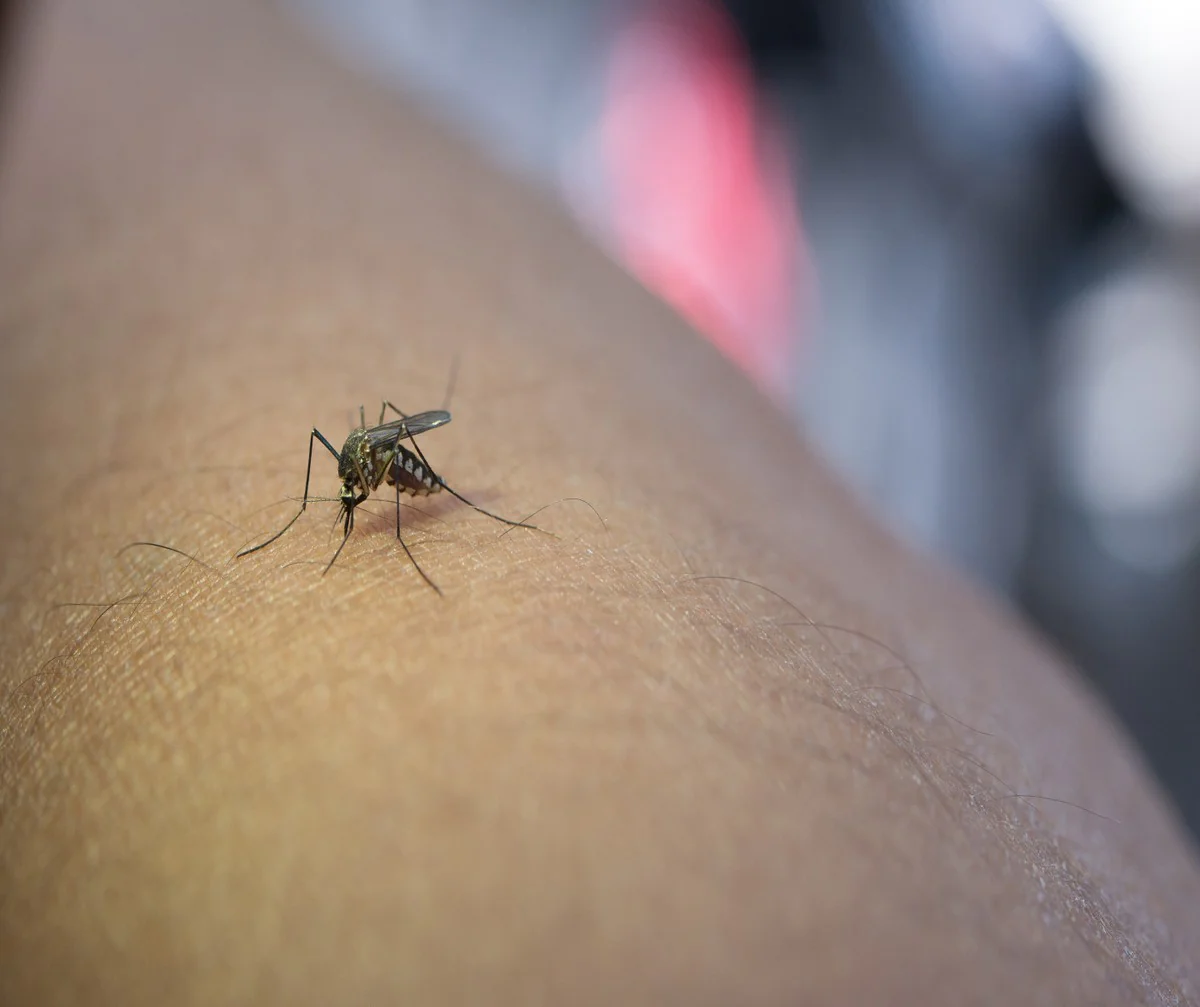 Saiba quais são as diferenças entre a dengue e a febre oropouche; doenças têm sintomas semelhantes